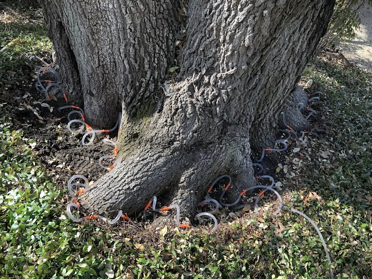Detailed Tree Cabling and Bracing job site in Falmouth