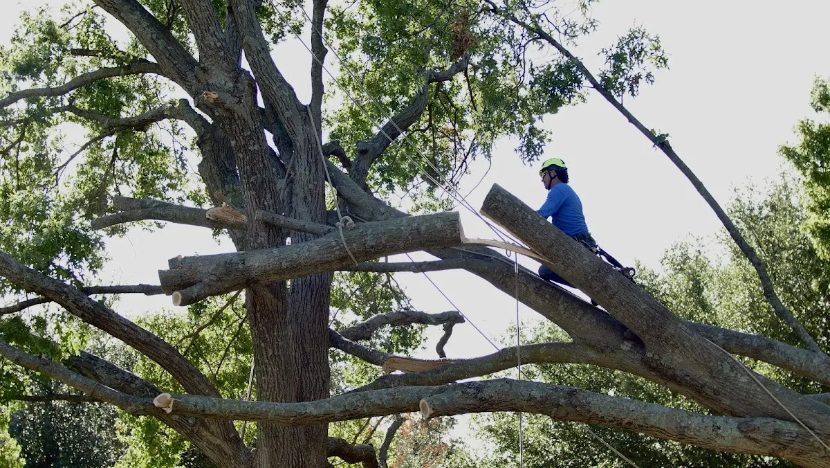 Professional Crown Thinning performed by certified arborists in Falmouth