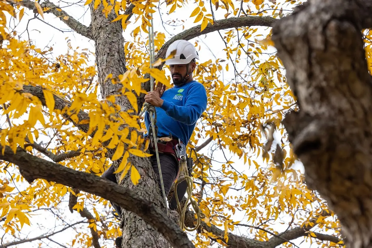 Skilled Tree Pruning crew working in Falmouth